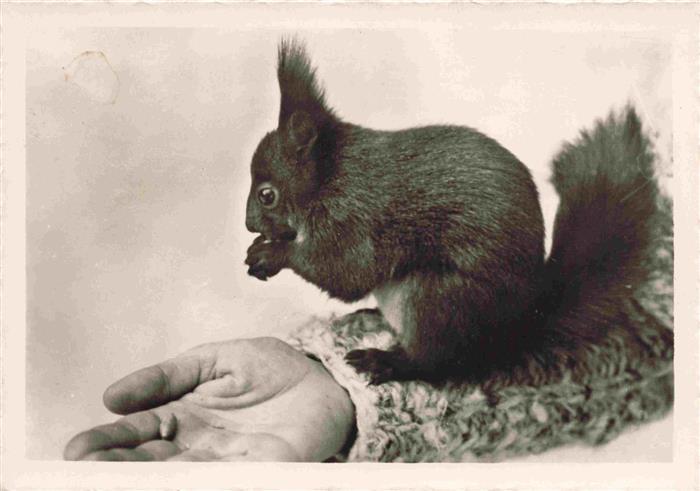 Eichhoernchen Arosa verlag R. Benker