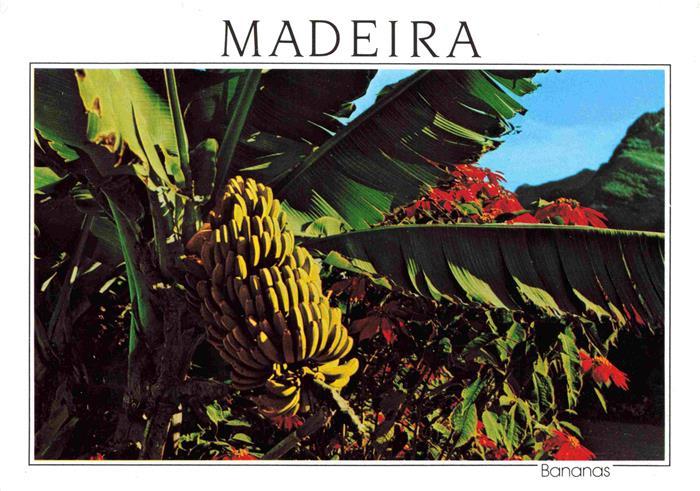 Bananen Bananeira Madeira