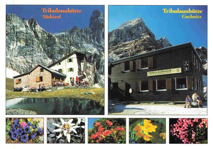 Tribulaunhuette in Suedtirol und Gschnitz Alpenflora