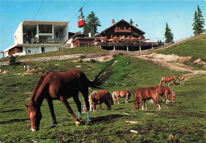 Seefeld Tirol Pferde bei der Rosshuette mit Hermelekopfbahn Bergbahn