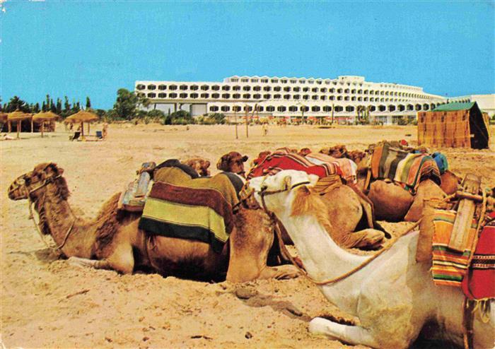 Hammamet Tunesie Hotel Phénicia Kamele