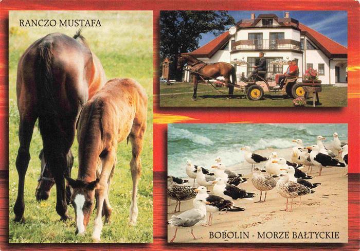 Bobolin-Morze Dabki PL Ranczo Mustafa Pferdekutsche Strand