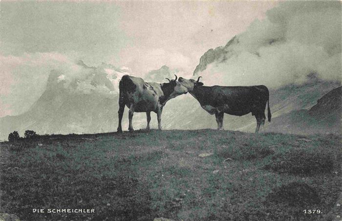 Kuehe Die Schmeichler