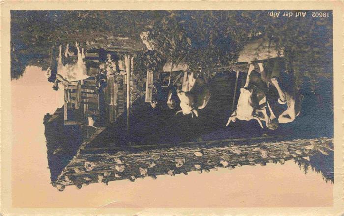 Landwirtschaft Auf der Alp Kuehe