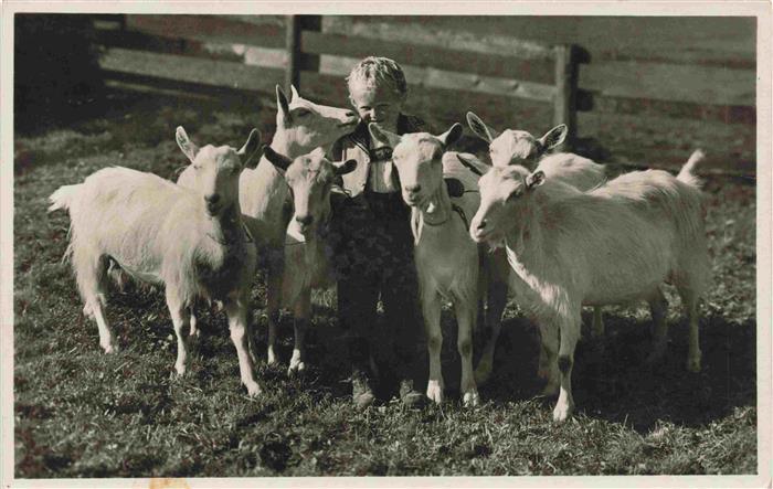 Ziege Goat Chevre-- Weis Kind