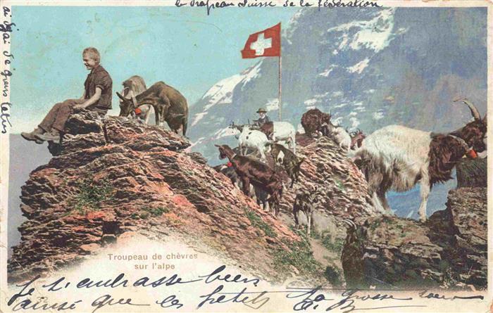 Gemsen Steinbock Capricorn Capricorne Capricornio-- Troupeau chevres sur alpe Sc