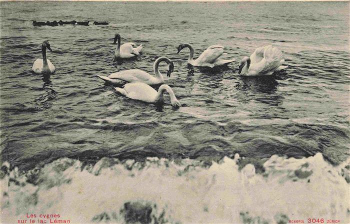 Schwaene Cygnes Cigni Cisnes-- Les cygnes Leman