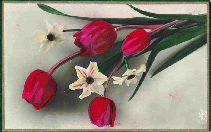 Foto Amag Nr. Tulpen Narzisen Blümen