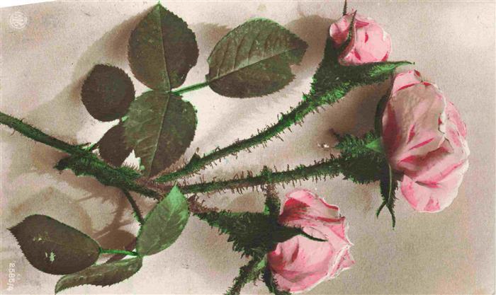 Foto NPG Nr. 2585/4 Rosa Rosen