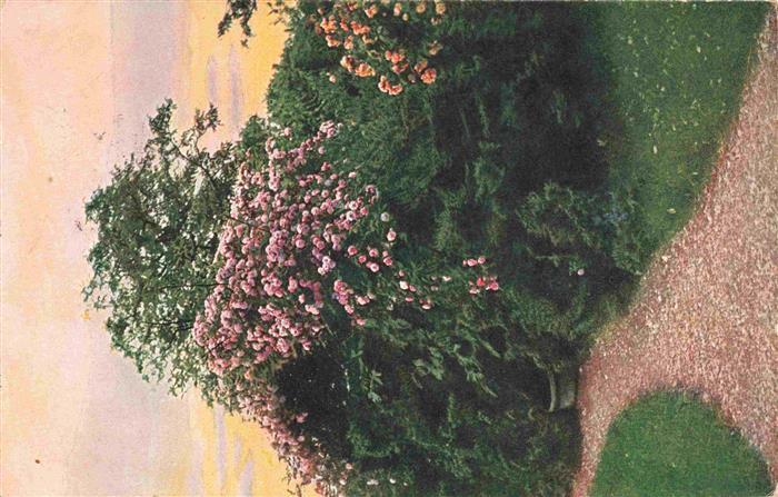 Rosen Roses Rosas-- Wollera