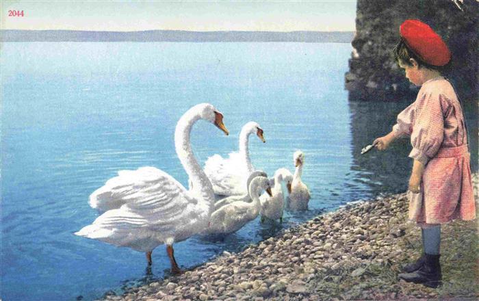 Schwaene Cygnes Cigni Cisnes-- Kind