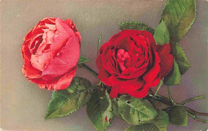 Rosen Roses Rosas-- Rot Litho