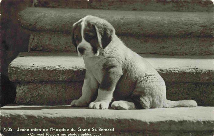 Hunde dogs chiens Jeune Hospice Grand St. Bernard Welpe