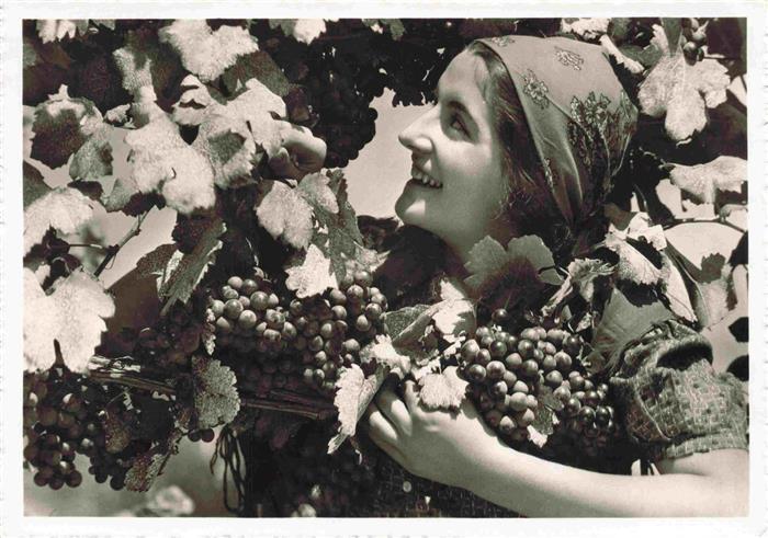 Wein Wine Vin Vino-- Vendemmiatrice Lucarno