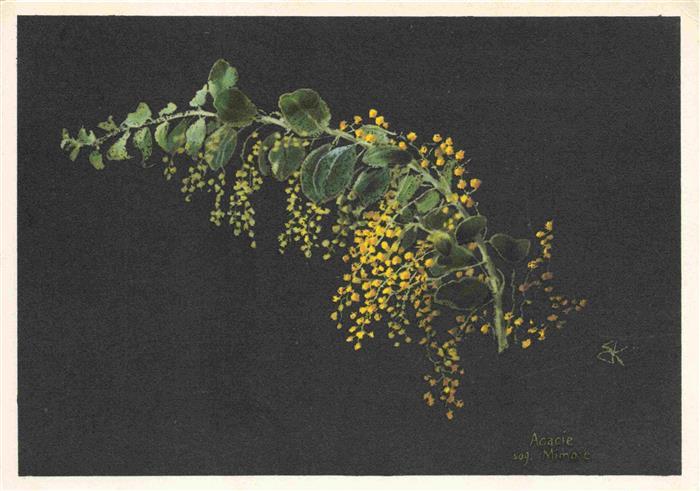 Kreidolf Ernst Kuenstlerkarte Mimose Momosa