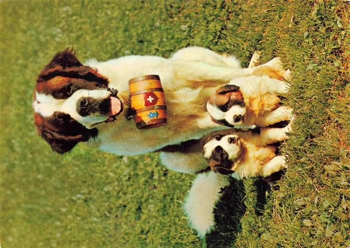 Bernhardiner Hund Dog Chien St Bernhards Zwinger Saeuliamt Otterbach Schweiz