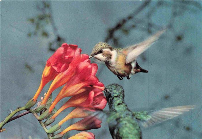 Zoo Gardin Zoologique-- Garten Basel Kolibris