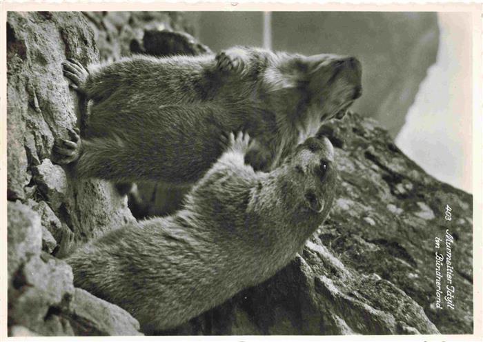 Murmeltier Idyll Buendnerland