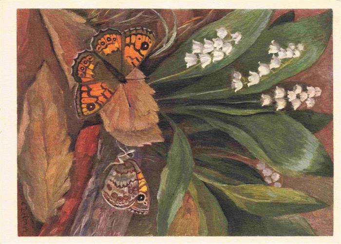 Zeltner C. Nr. 625 Nymphalidae Mauerfuchs Satyre