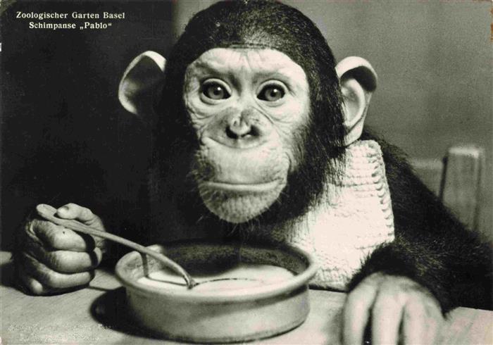 Zoo Gardin Zoologique-- Basel Schimpanse Pablo
