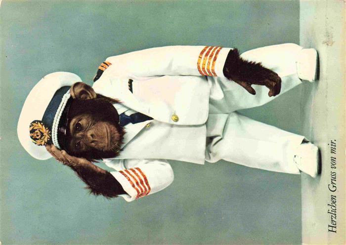 Affen Monkeys Singes Monos Scimmie-- Kaepten Jo Schimpansen Haifischbar Zuerich