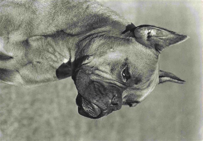 Hunde dogs chiens Deutscher Boxer