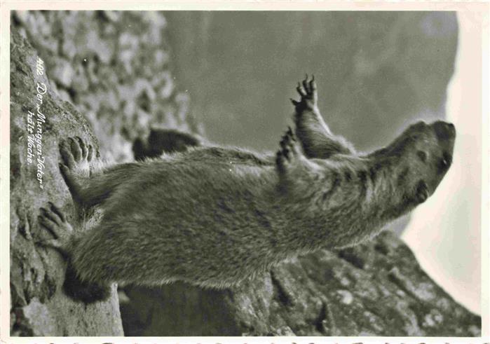 TIERE Animals Animaux Animales Animali-- Nageier Bibir