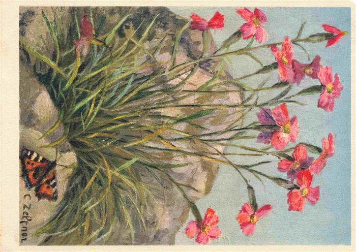 Zeltner C. Caryophyllaceae Feisen Nelke