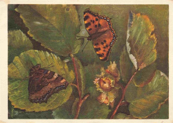 Zeltner C. Nymphalidae Schmetterlinge Hasselnuss Bern