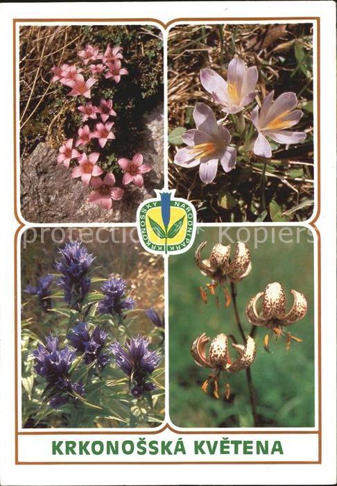 Krkonose Krkonosska Kvetena Bluetezeit Narodnipark