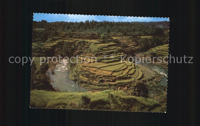 Bali Indonesien Rice fields