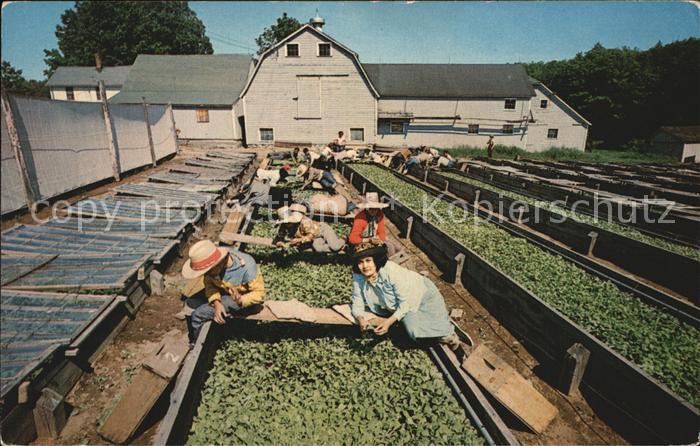Tabak Shade Grown Tobacco