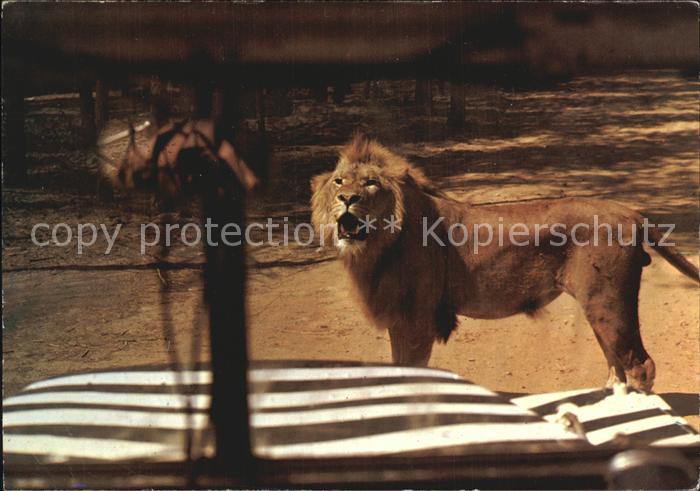 Loewe Loewenfreigehege Tueddern