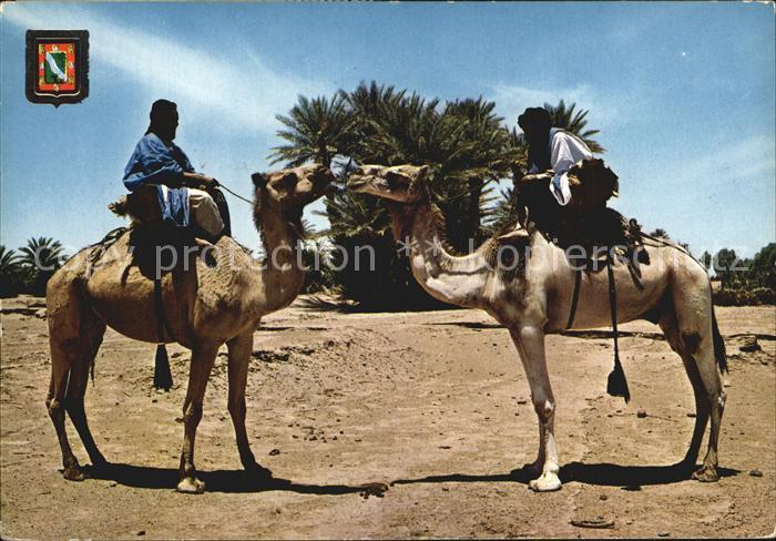 Kamel  Camel Chameau Sahara Meharistas