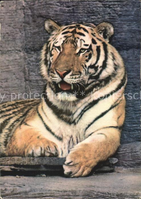 Tiger Tiere