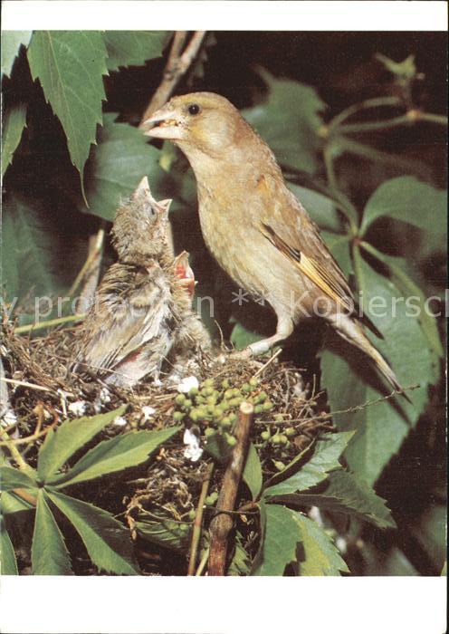 Voegel Birds Oiseaux Uccelli Pajaros-- Gruenling