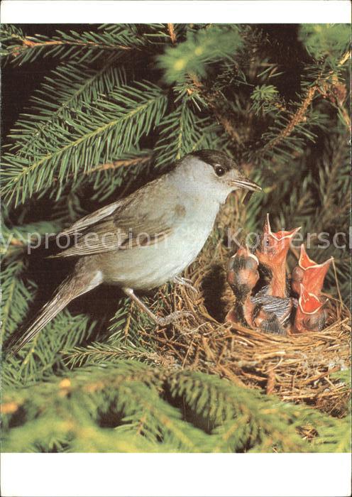 Voegel Birds Oiseaux Uccelli Pajaros-- Moenchsgrasmuecke