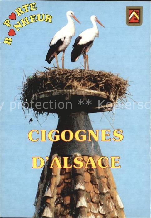 Storch Cigognes Alsace