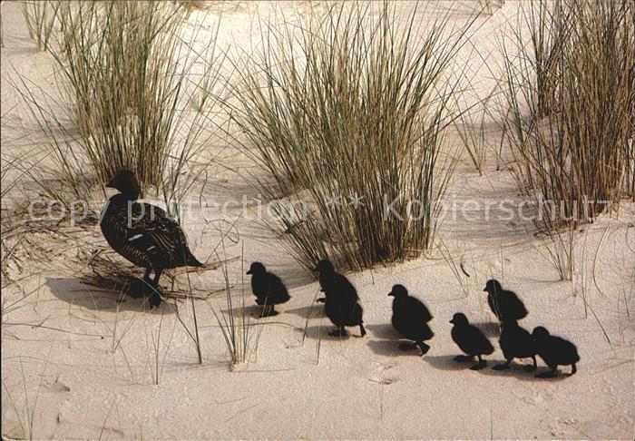 Enten Eider-Enten Wanderung zum Meer