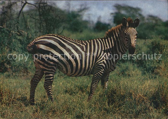 Zebra