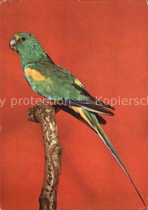 Voegel Birds Oiseaux Uccelli Pajaros-- Vielfarbensittich