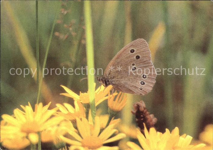 Schmetterlinge Ochsenauge