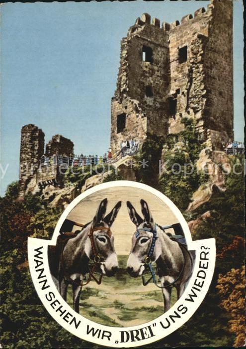 Esel Tiere Ruine Drachenfels