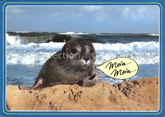 Robben Seehunde