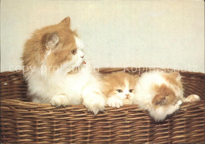 Katzen