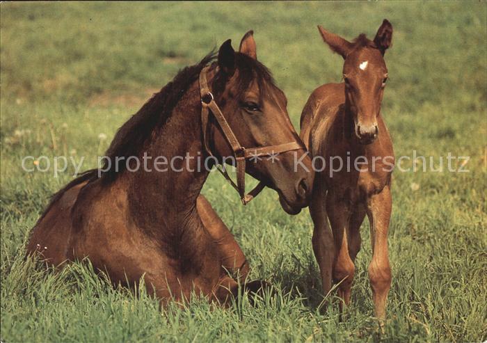 Pferde Fohlen