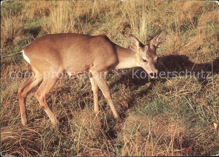 Reh Bockkitz