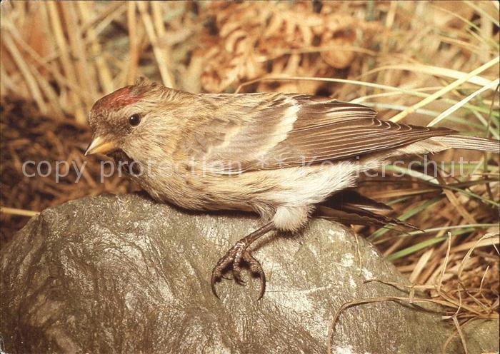 Voegel Birds Oiseaux Uccelli Pajaros-- Birkenzeisig