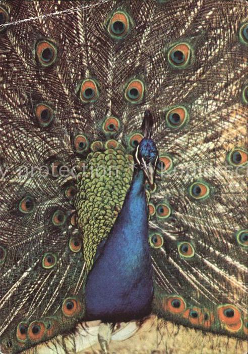 Voegel Birds Oiseaux Uccelli Pajaros-- Blauer Pfau