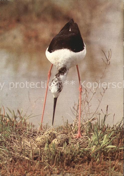 Voegel Birds Oiseaux Uccelli Pajaros-- Stelzenlaeufer